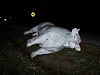 Stolen Bull Recovered