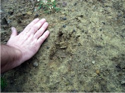 Bear Prints?