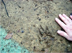 Are these bear prints?