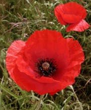 In Flanders fields the poppies blow