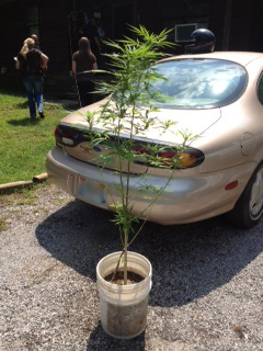 Marijuana plant seized by WCSO Narcotics on Thursday